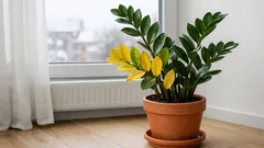 Zamioculcas hat im Winter gelbe Blätter? So stoppst du das Vergilben schnell