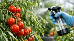 Wie ein neues Blattspray Tomaten bei Trockenheit schützt und Wasser spart