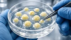 Organoide aus Fettgewebe: Wie ein 2025-Ansatz die regenerative Medizin beschleunigen könnte