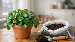 Geldpflanze im Januar: so gelingt der perfekte Start mit der pflegeleichten Zimmerpflanze