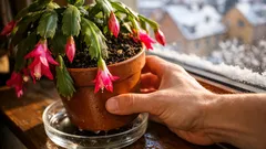 Weihnachtskaktus wird weich: die häufigsten Ursachen und was du sofort tun kannst