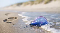 Portugiesische Galeere am Strand: so erkennst du die Gefahr und schützt dich