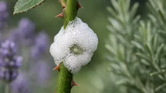 Kuckucksspeichel im Garten: was der weiße Schaum wirklich ist und was du jetzt tun kannst