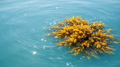 Die Sargassosee erklärt: warum eine „See“ ohne Ufer für unseren Sauerstoff so wichtig ist