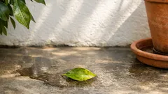 Zitronenbaum richtig platzieren: Mit Sonne und Luft Pilzen und Schädlingen vorbeugen